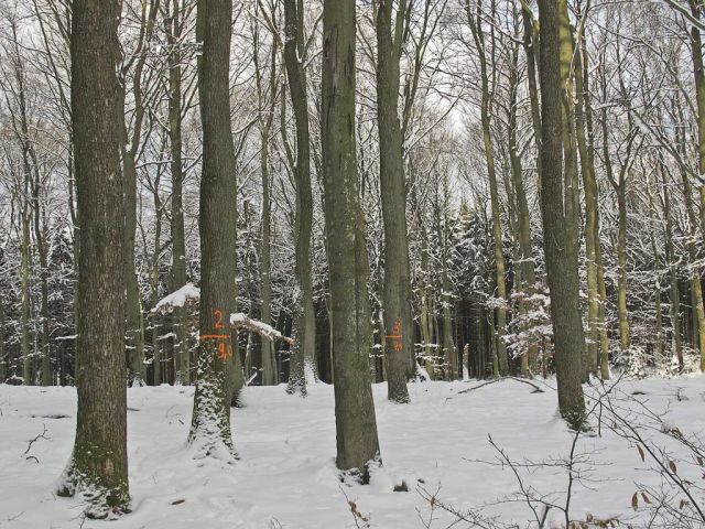 so_31_20150126_1647175410